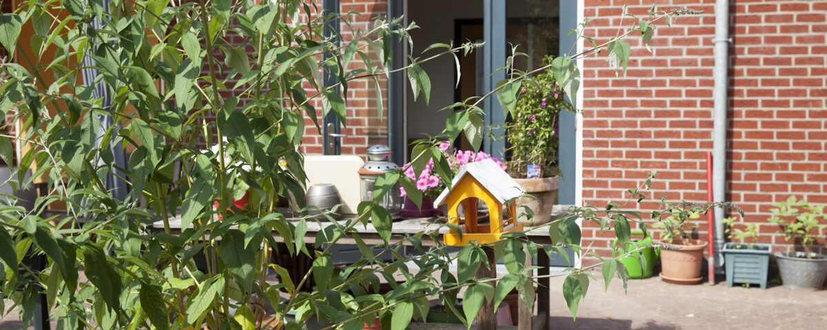 Foto binnentuin Overspaarne met plant